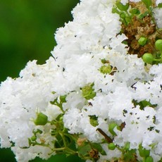 백색 배롱나무 묘목 삽목2년 나무판다, 1개