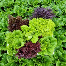 [물맑은 양평] GAP인증 지평 농부 유러피안 샐러드채소1kg, 1개