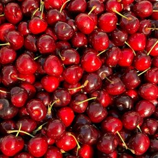 쥬얼리프룻 프리미엄 고당도brix 생 체리, 1박스, 1kg (대과)