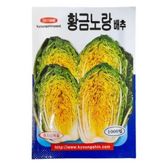 황금노랑 배추 씨앗 1000립 [26년포장] 맛있는 배추 종자