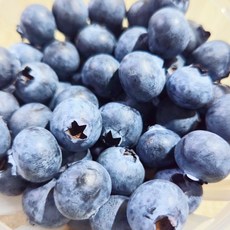 [백화점납품] 새벽경매로 가장 신선한 국내산 생블루베리 생과, 1박스, 1kg