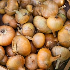 햇양파 15kg 수입양파 왕왕 양파 업소용 식자재 도매, 수입 햇양파 15kg, 1개