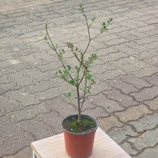 에이피팩토리 미스김라일락 라일락 향기 조경수 노지월동 소품 반려식물, 1개