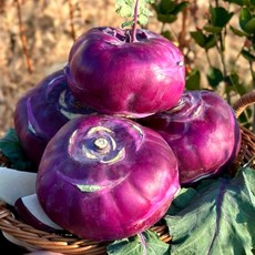 [제주직송] 고당도 100% 제주 콜라비 로얄과 특품, 3kg, 1박스