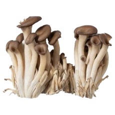 야채이야기 느타리버섯 1팩 200g, 1개