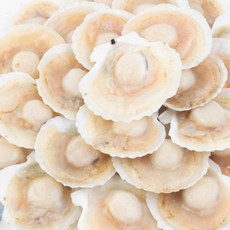 (박스)냉동 반가리비 7-8미 1.8KG(180gX10팩) 반탈각 가리비 구이용 캠핑 홈파티, 반가리비 (7~8미)1.8KG, 1개