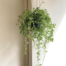 행잉식물 공중식물 디시디아 그린애플 대품 공기정화, 1개