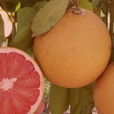 미국 레드 자몽 대과 10입 3.5kg, 단품