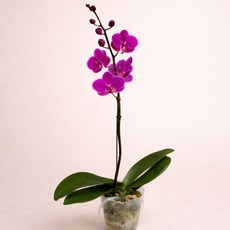 대성식물 호접란 찐핑크 만천홍 실내 대성식물 호접난 서양난 서양란, 1개