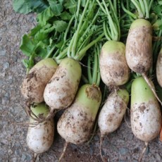 봉심당 천수무 국산 청정 산지직송, 1박스, 무청있는 천수무  5kg