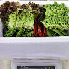 [청년프레쉬] 충북 충주 GAP 모듬 쌈채소 샐러드야채 600g 1kg 로메인 케일 양상추 치커리 적근대 적겨자, 모듬 쌈채소 600g, 1개
