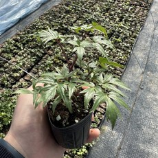 당귀모종 일당귀모종 잎 봄나물 향좋은 쌈채소, 1개