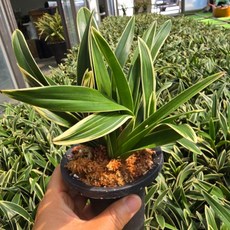 [클릭플라워] 신품종 채짧은 은황 고급난 동양난 동양난화분 미니대국 포트판매 난다발 촉판매 명품난, 1개