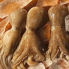 서해안 활 쭈꾸미 주꾸미, 1개, 1kg