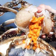 [빅피쉬마켓] 국내산 급냉 연평도 알배기 암꽃게 알가득, 1박스, 2kg (6-10미)