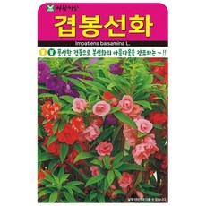 아프리카봉선화 100립 26년 세계꽃씨앗, 1개