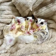 일본 올빼미 고슴도치 햄스터 페럿 소동물 간식 생선 스틱 100g, 1개