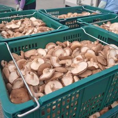 [예산농장-생 표고버섯] 파지 산지직송 1kg/2kg/4kg/6kg/8kg/10kg 농장직송, 4kg, 1개