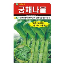 아람종묘 궁채나물 씨앗, 1개