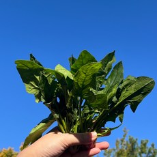 남해 시금치 보물초 겨울 시금치 보물초 남해 시금치 시금치 샐러드 섬초 포항초 제철 채소 겨울 채소 신선 채소 특산물 식재료 채소 잎채소 농산물 시금치 뿌리 어린 시금치, 1박스, 500g