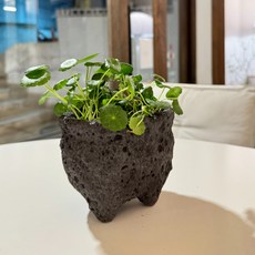 미니정글 귀여운 공기정화식물 워터코인! 물동전!, 식물만, 1개