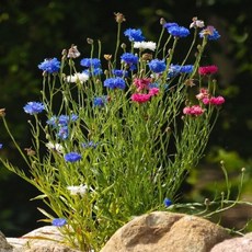 수레국화 혼합색미니종 씨앗 30립, 1개