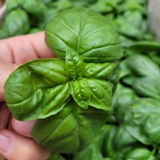 야채왕 향긋한 생바질 스위트바질 생잎 Basil 바실 100g/ 500g, 바실 10g 1팩, 1개