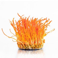 감성먹거리 성재모동충하초 생초 80g 4통, 4개