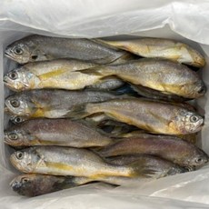 온누리마켓 법성포 영광 생물 생조기 참조기 1.5kg 20미 당일조업 영광직송, 1박스, 급냉 생물 참조기 1.5kg내외(20~25미)