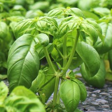 바질 생잎 페스토용 100g / 1kg, 1개