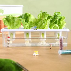 상추 샐러드 수경재배키트 4구, 1개