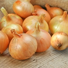 국내산 햇 양파 무안 양파, 1개, 1kg (중)