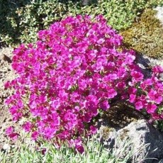 바위꽃다지 씨앗 4색상 선택구매 꽃잔디 대체 지피식물, 핑크 30립, 1개