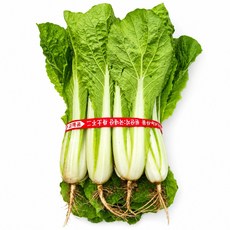 [영남상회] 국내산 싱싱한 얼갈이배추 단배추, 1개, 1kg