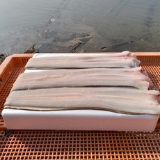 [이로운한입] 통영 손질 바다장어, 1개, 손질바다장어 10Kg