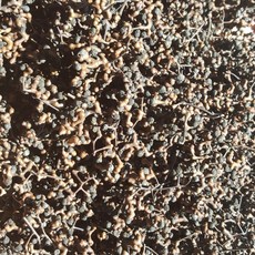 홍천 국내산 헛개열매, 1개, 1kg