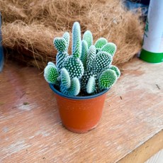 백도선 토끼귀 선인장 미니선인장 다육식물 키우기 대성식물, 1개