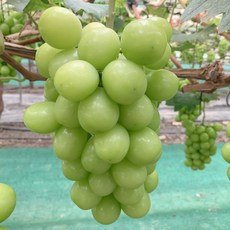 추석 명절 한가위 선물용 포장 20brix 김천 샤인머스켓 농가직송, 999개, 2kg(3~4수), 선물용 보자기 샤인머스켓