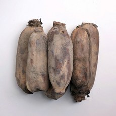 [서안동농협] 유명산지 흙 연근 알뜰형, 흙 연근 알뜰 2kg, 1개