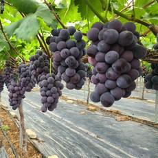 포도 국내산 씨없는 거봉포도 산지직송 고당도 김천 거봉, 1박스, 1kg(알송이)