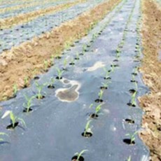 유공멀칭비닐 95cm X 10m 농사 구멍 잡초발생방지 자외선차단 토양안정비닐, 1개