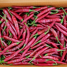 청양홍고추 매운 홍청양 홍땡 1kg 5kg 1박스(10kg내외), 청양홍고추 1kg, 1개