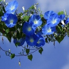 나팔꽃 헤븐블루 씨앗 소포장 대포장, 1개