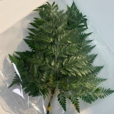 노무라 1단 루모라 (5~6줄기), 5~6줄기, 1개