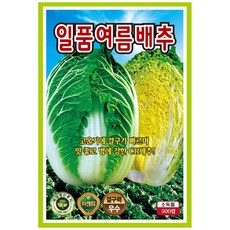 여름배추 씨앗(500립) 일품 김장용 김치공장용 씨 씨앗 종묘 종자 배추 영웅 KS, 1개