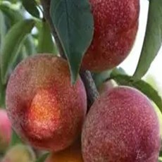 묘목, 1개, 추희자두2년생분달이묘목