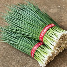 제주울엄마 직접 농사지은 해풍맞은 깐 쪽파, 2kg, 1개