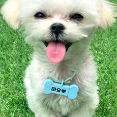 카멜러버 가벼운야광 강아지 고양이 인식표 똥꼬발랄 목걸이, 2똥꼬발랄목걸이-물고기, 1개, 옐로우