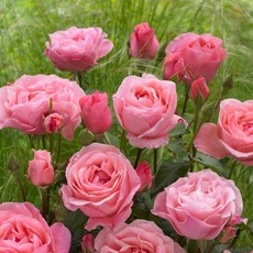 다목농원 퀸엘리자베스 사계장미 독일 유럽 영국 땅장미 3년생 개화주