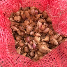 국내산 무안 햇 쪽파씨 1kg 쪽파종구 쪽파씨앗 텃밭 주말농장 파종, 1개, 500g